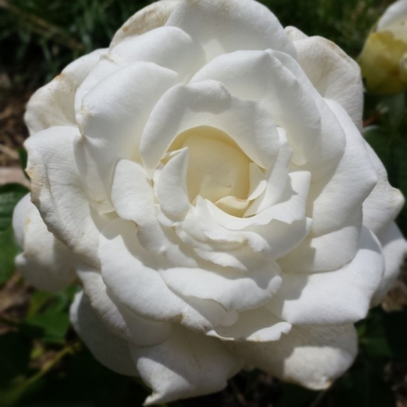 Roseira de flor grande Anne de Kiev (Floração)