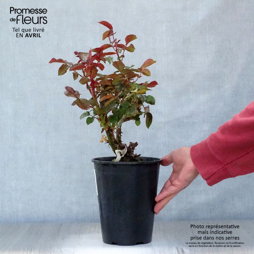 Amostra de Roseira de flor grande Rose Clos Vougeot Vaso de 4 L/5 L tal como entregue na primavera