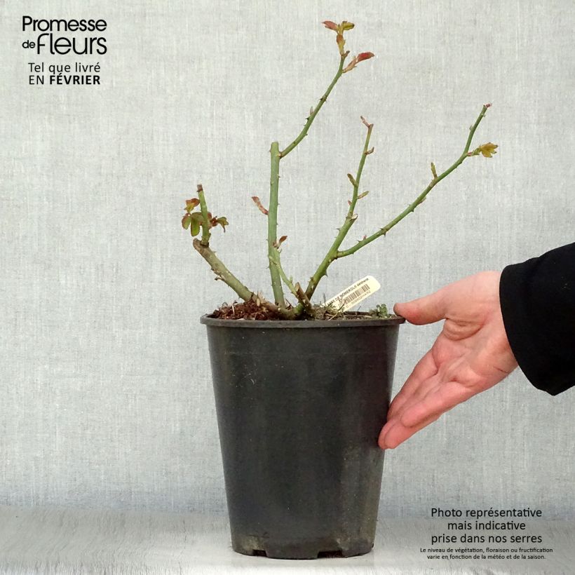 Amostra de Rosier à grandes fleurs Rose Lalande de Pomerol Vaso de 3 L/4 L tal como entregue no inverno