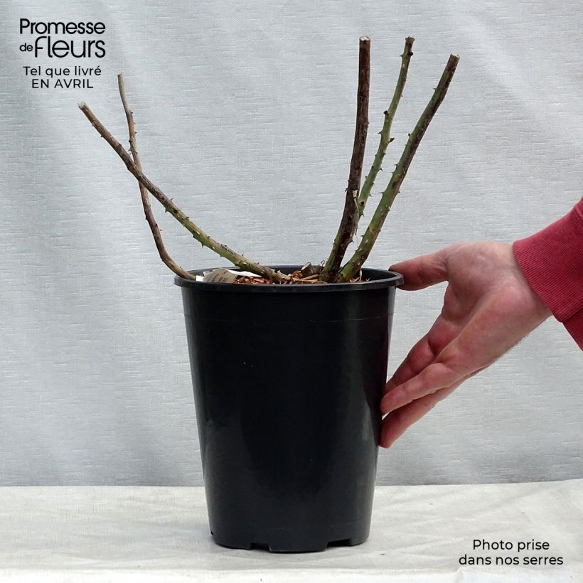 Amostra de Roseira de flor grande Lalande de Pomerol Vaso de 3 L/4 L tal como entregue na primavera