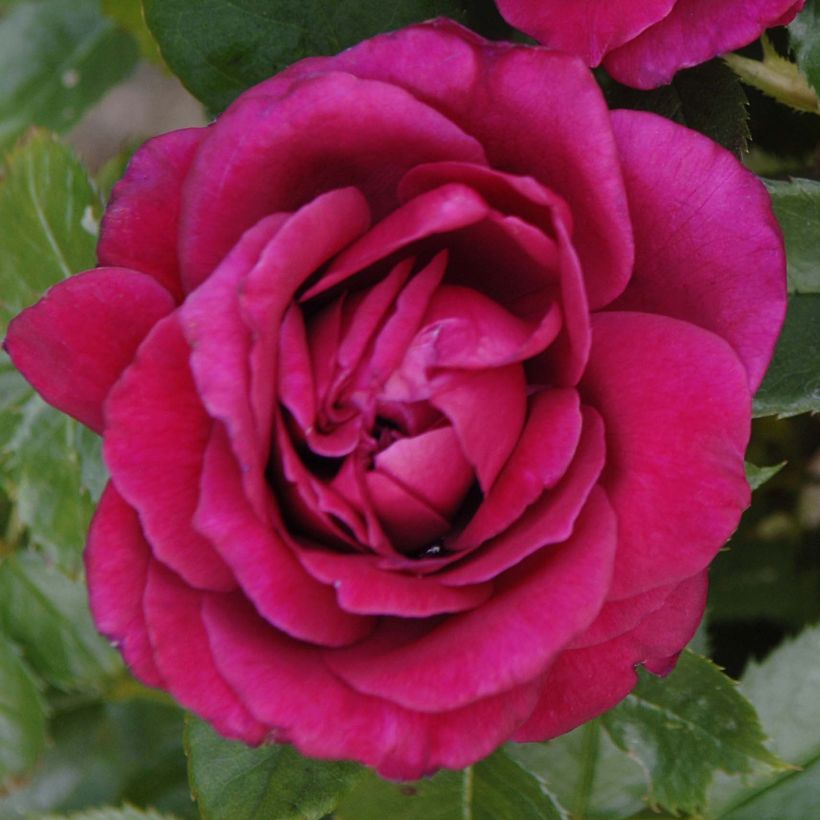 Roseira de flor grande Lalande de Pomerol (Floração)