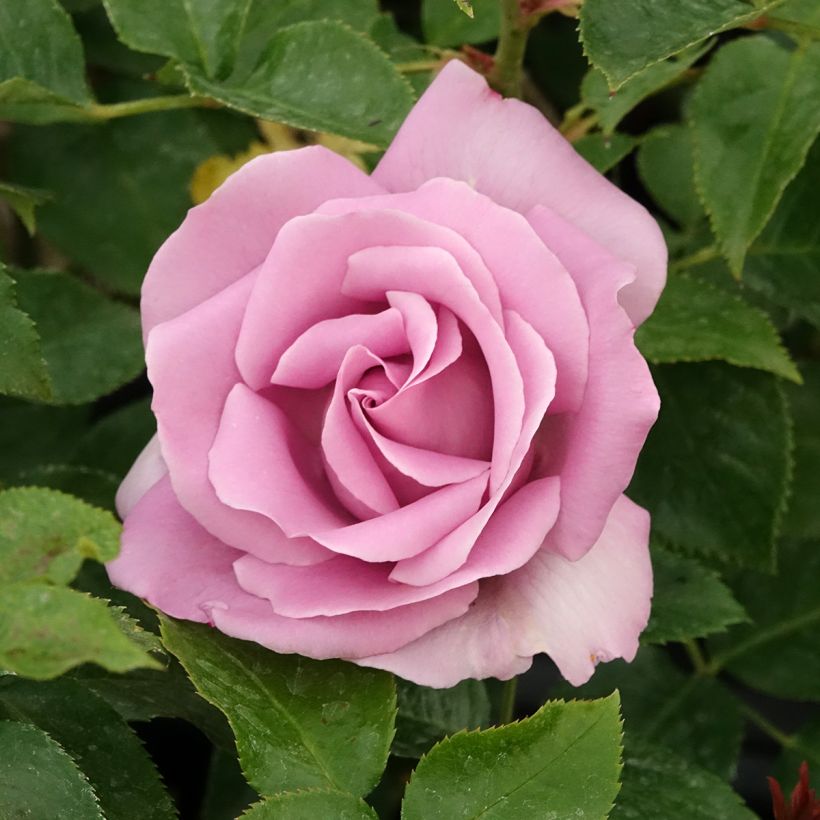 Roseira de flor grande Le Petit Prince (Floração)