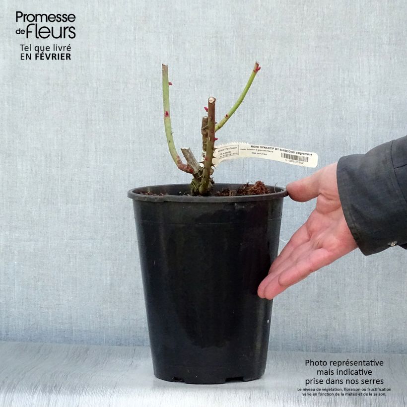 Amostra de Rosier à grandes fleurs Rose Synactif by Shiseido Vaso de 4 L/5 L tal como entregue no inverno