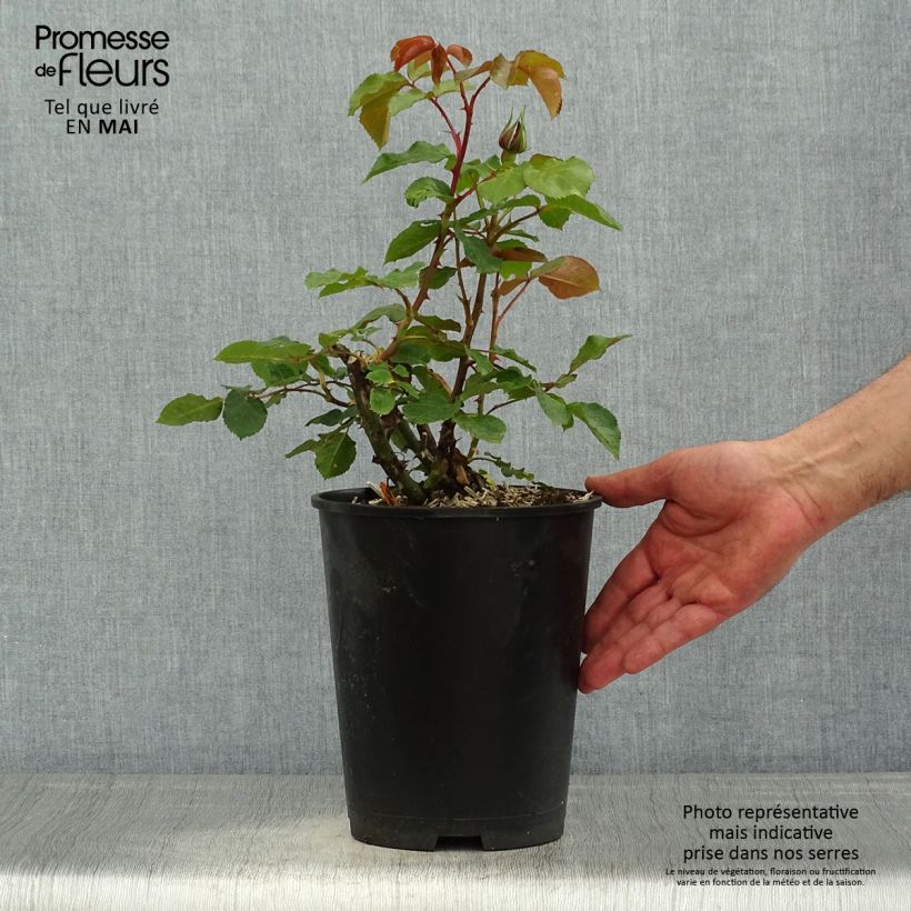 Amostra de Roseira de flor grande Ruban Rouge - Rosa Vaso de 4 L/5 L tal como entregue na primavera