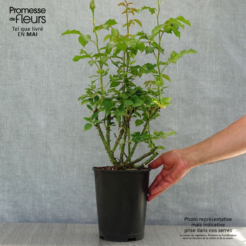 Amostra de Roseira de flor grande Sandrine Quétier Vaso de 4 L/5 L tal como entregue na primavera