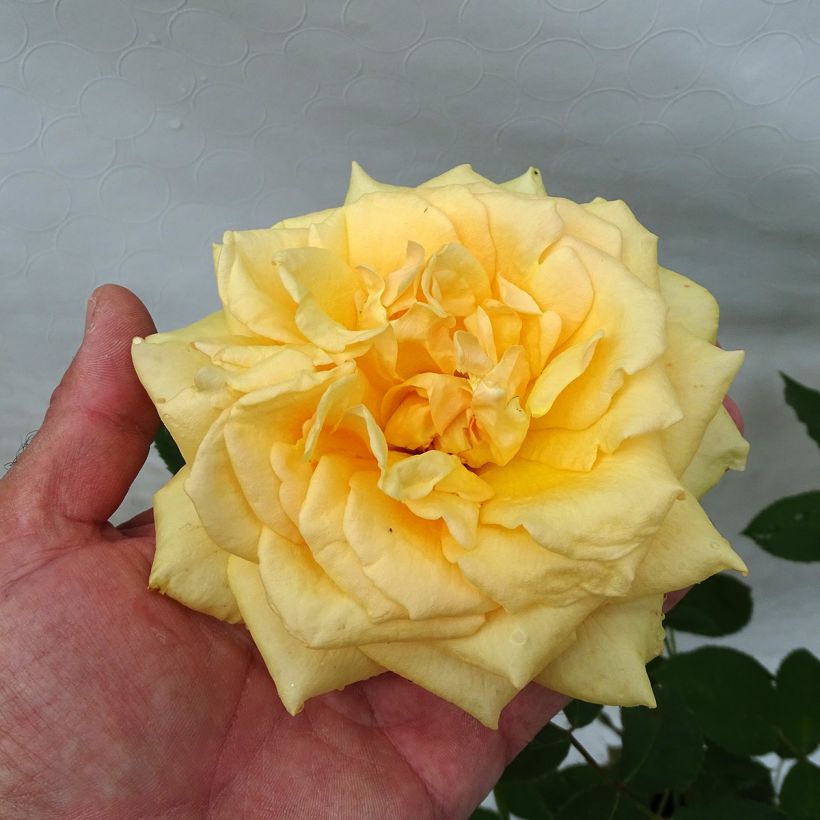 Roseira de flor grande Solo Mio (Floração)