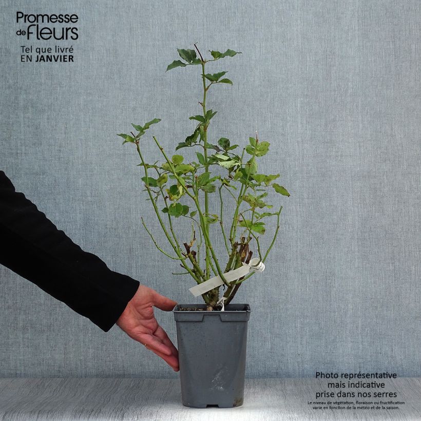 Amostra de Roseira de flor grande Sophie Rochas Vaso de 3 L/4 L tal como entregue no inverno