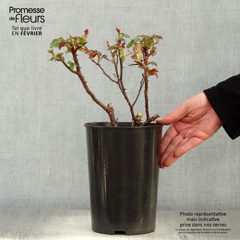 Amostra de Roseira de flor grande Souvenir de Baden-Baden Vaso de 4 L/5 L tal como entregue no inverno