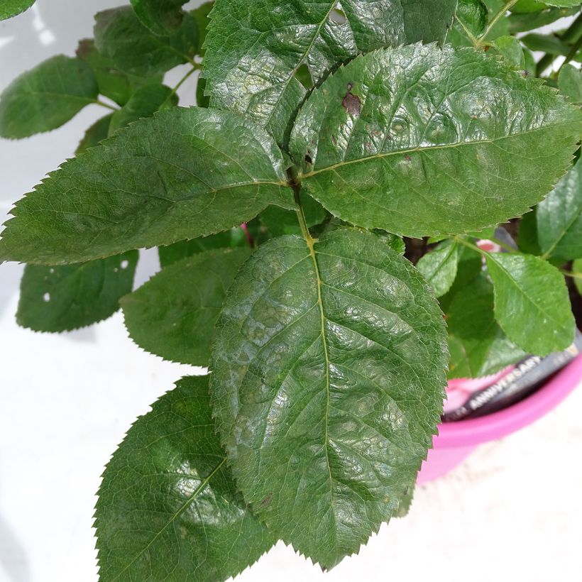 Roseira de flor grande Special Anniversary (Folhagem)