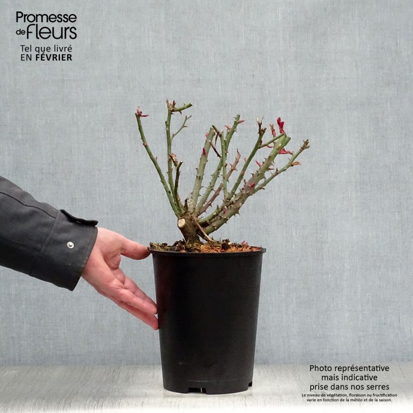 Amostra de Rosier à grandes fleurs Special Anniversary Vaso de 4 L/5 L tal como entregue no inverno