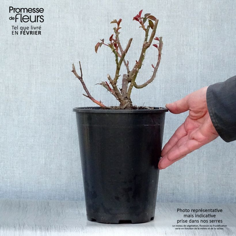 Amostra de Rosier à grandes fleurs Sunny Sky Vaso de 4 L/5 L tal como entregue no inverno