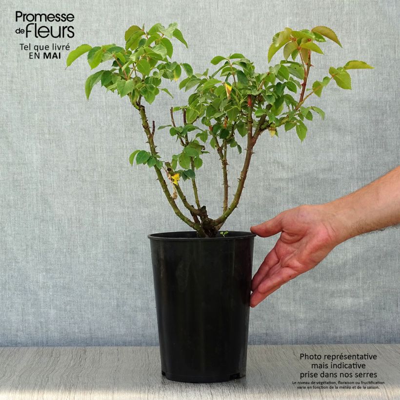 Amostra de Roseira de flor grande Sunny Sky Vaso de 4 L/5 L tal como entregue na primavera