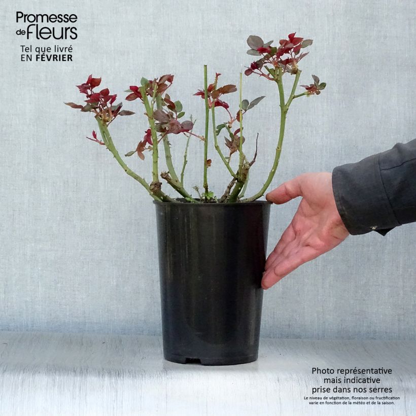 Amostra de Roseira de flor grande Chandos Beauty Vaso de 4 L/5 L tal como entregue no inverno