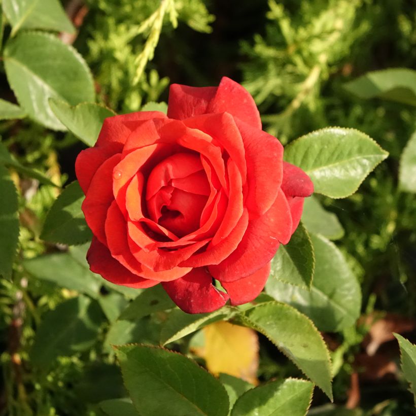 Roseira de flor grande Terra Botanica (Floração)