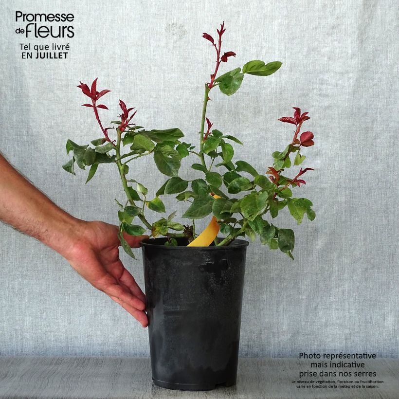 Amostra de Roseira de flor grande Terracotta Vaso de 4 L/5 L tal como entregue no verão