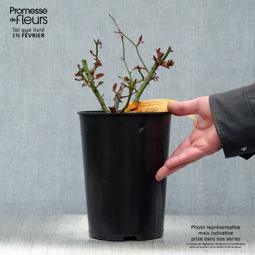 Amostra de Roseira de flor grande Terracotta Vaso de 4 L/5 L tal como entregue no inverno