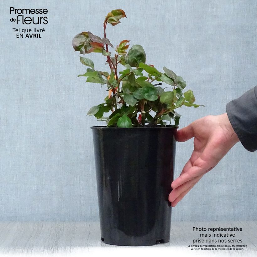 Amostra de Roseira de flor grande Terracotta Vaso de 4 L/5 L tal como entregue na primavera