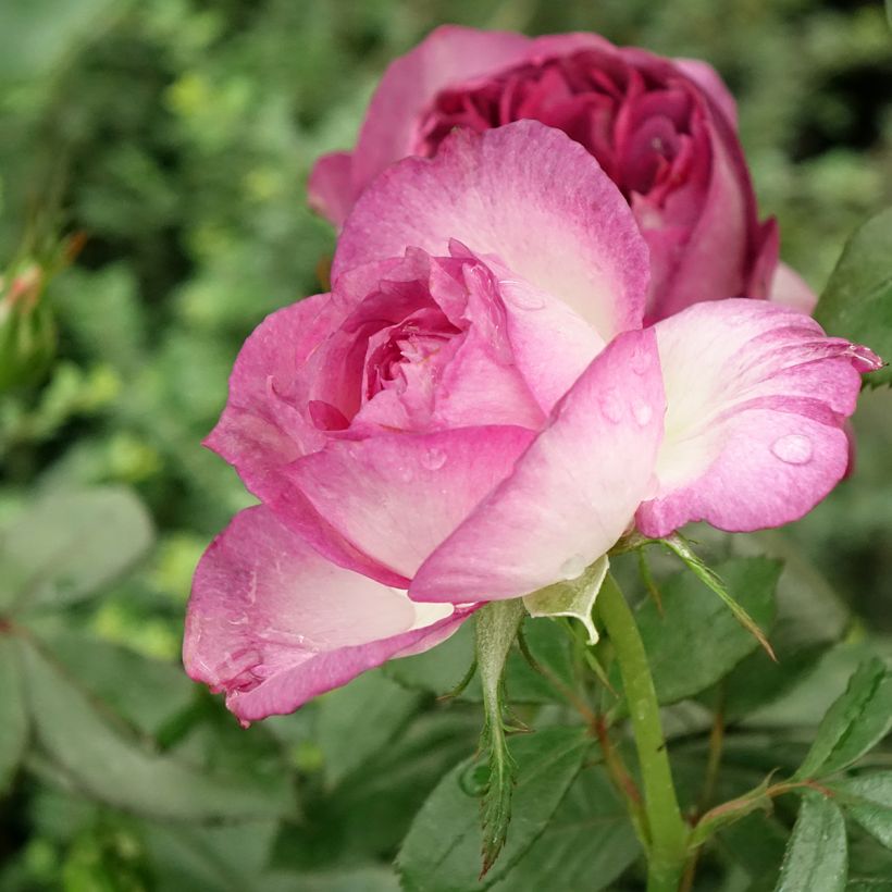 Roseira de flor grande Thierry Marx (Floração)