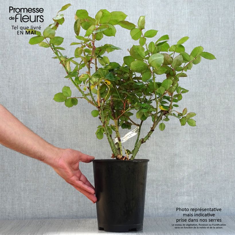 Amostra de Roseira de flor grande Thierry Marx Vaso de 4 L/5 L tal como entregue na primavera