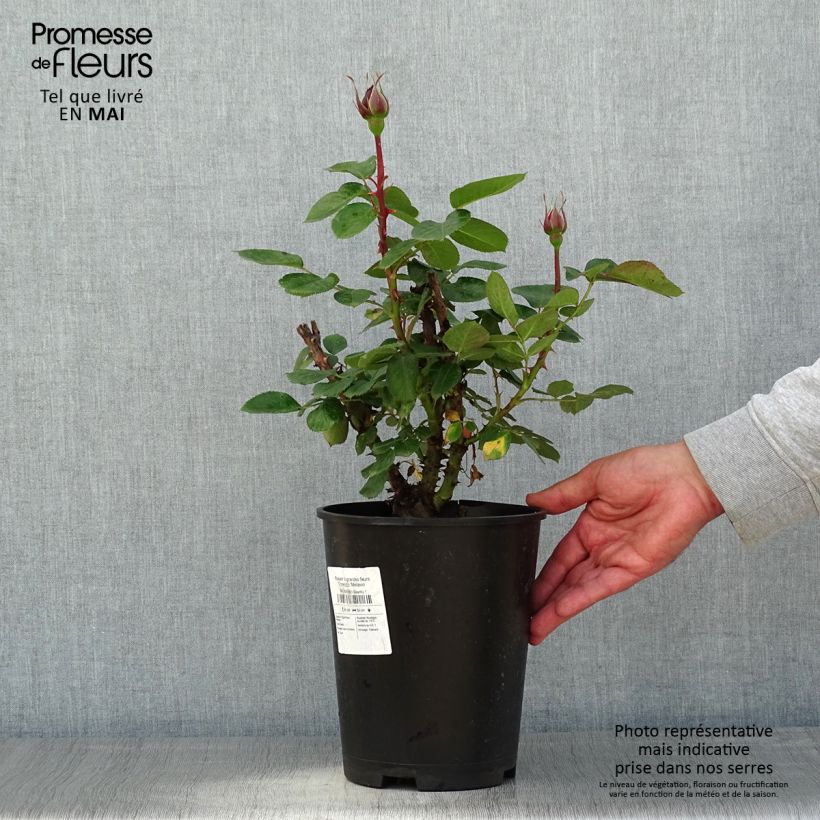 Amostra de Roseira de flor grande Traviata - Rosa Vaso de 4 L/5 L tal como entregue na primavera