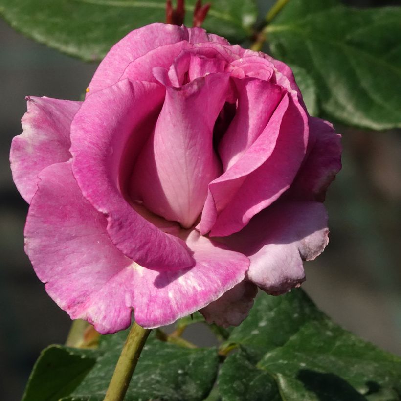 Roseira de flor grande Violette Parfumée (Floração)