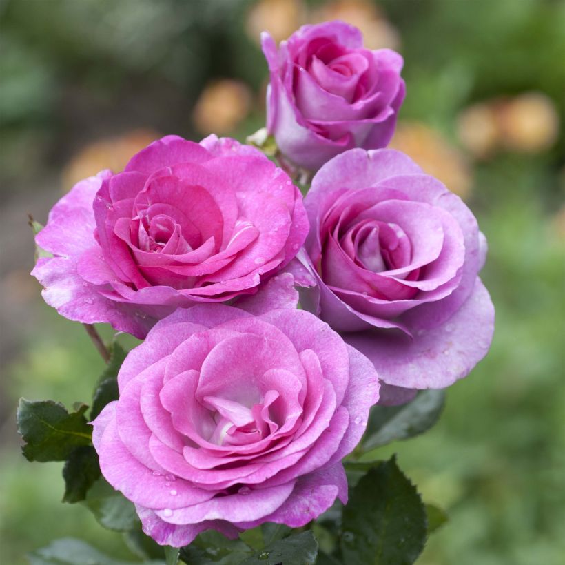 Roseira de flor grande Violette Parfumée (Floração)