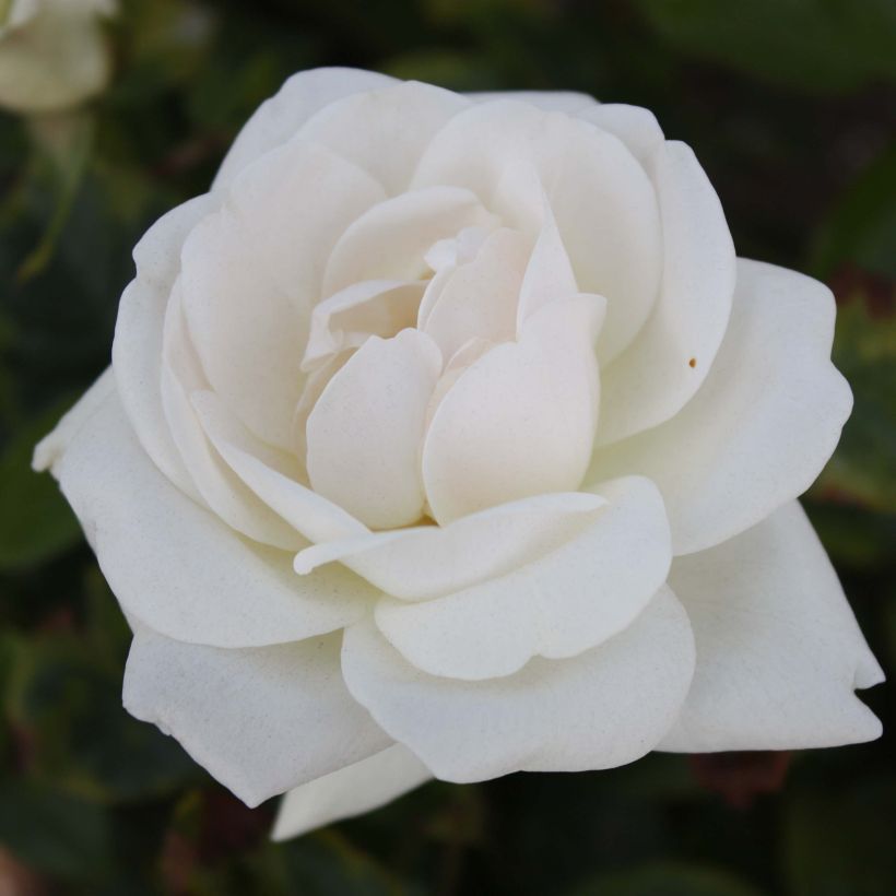 Roseira de flor grande Virgo (Floração)