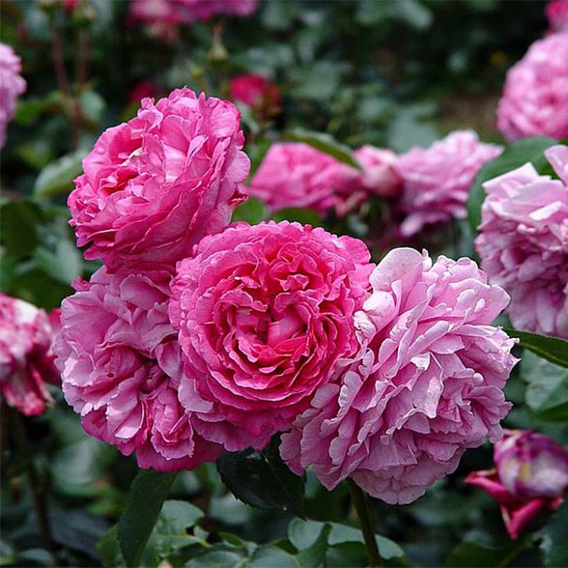 Roseira de flor grande Yves Piaget (Floração)