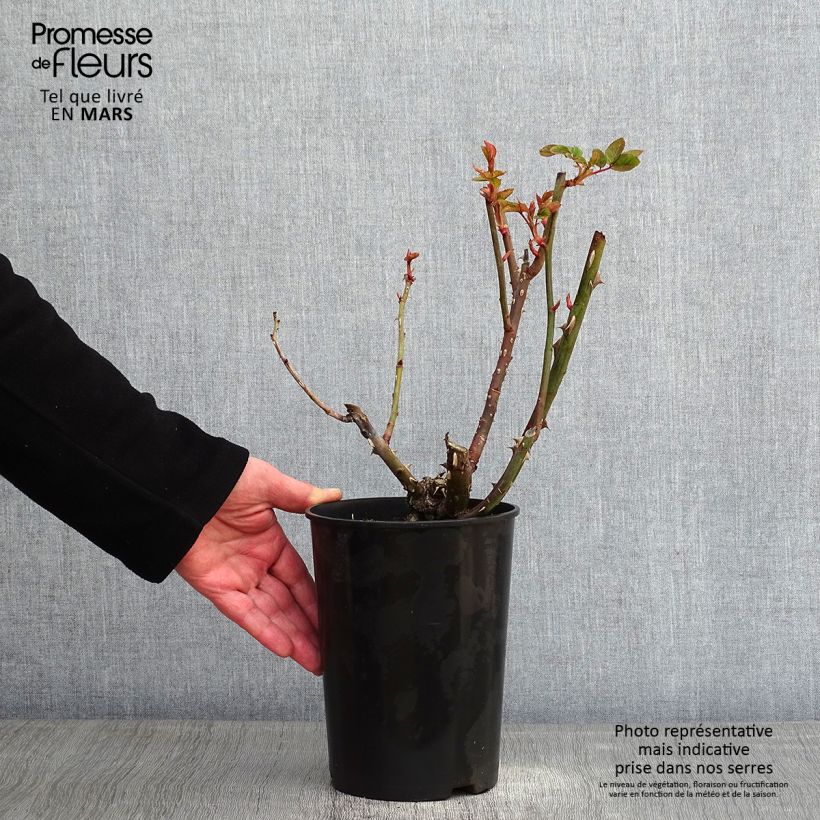 Amostra de Roseira de canteiro Arthur Bell Vaso de 2 L/3 L tal como entregue no inverno