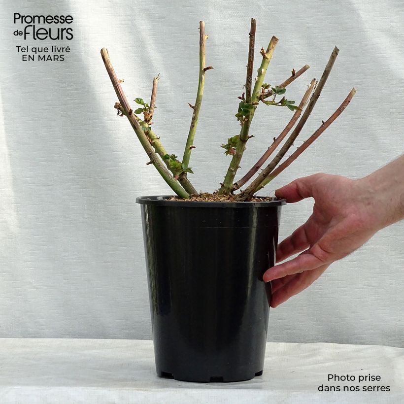 Amostra de Roseira de canteiro Eveline Wild Vaso de 4 L/5 L tal como entregue na primavera