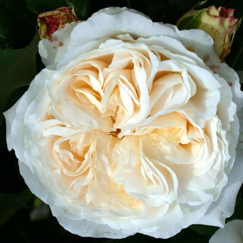 Roseira floribunda Kosmos (Floração)