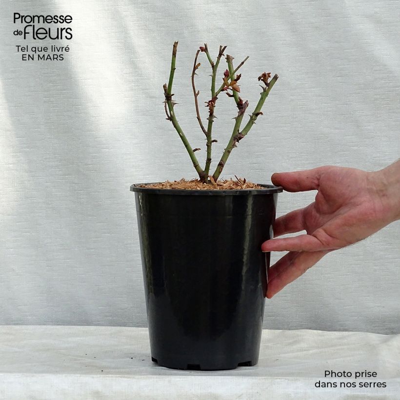 Amostra de Rosier à massif Nadia Zerouali Vaso de 4 L/5 L tal como entregue no inverno