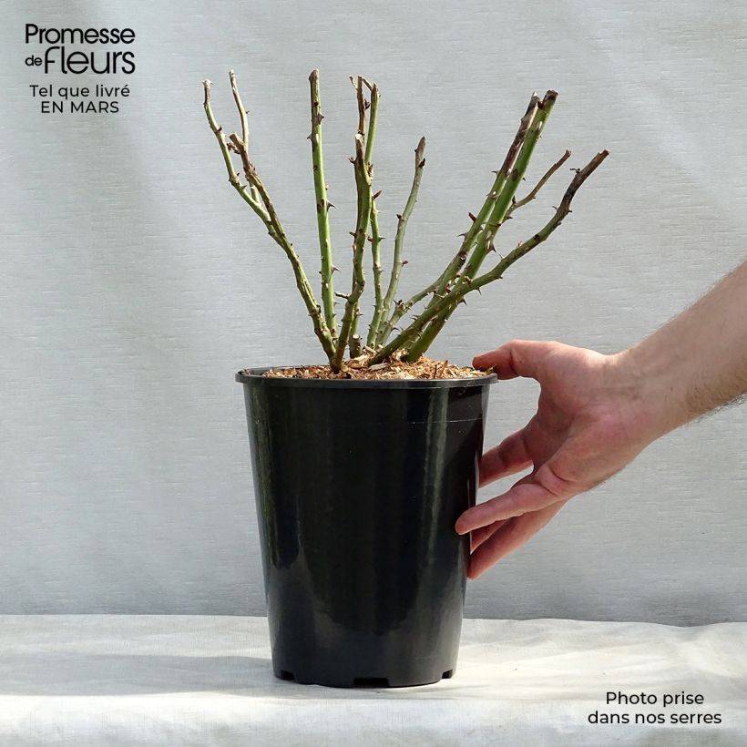 Amostra de Roseira de canteiro Renée van Wegberg® Vaso de 4 L/5 L tal como entregue na primavera