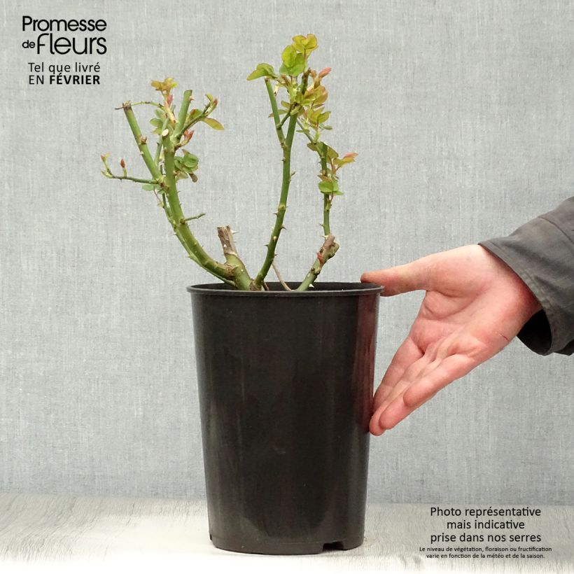 Amostra de Roseira de canteiro Sophie Luise Vaso de 4 L/5 L tal como entregue no inverno