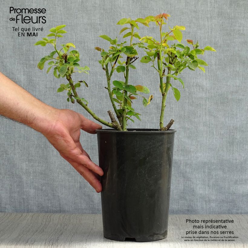 Amostra de Roseira de canteiro Sophie Luise Vaso de 4 L/5 L tal como entregue na primavera