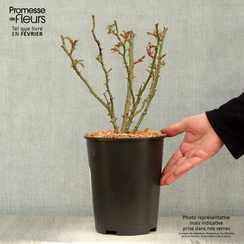 Amostra de Roseira de canteiro Sweet Honey Vaso de 4 L/5 L tal como entregue no inverno