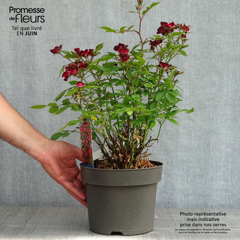 Amostra de Roseira de pátio Everglow Ruby Vaso de 4 L/5 L tal como entregue na primavera