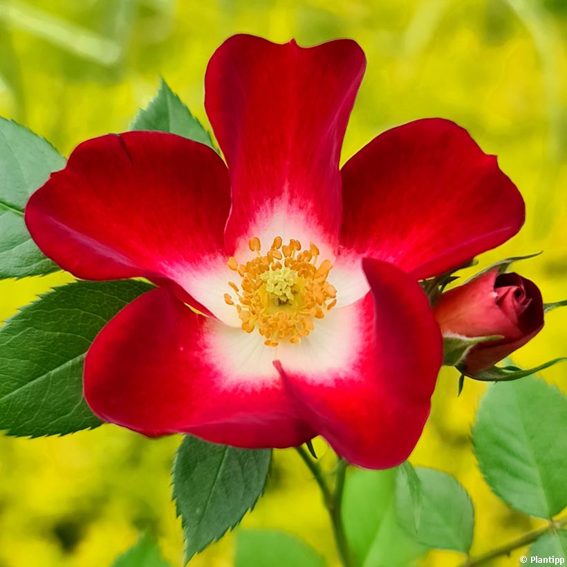 Roseira de pátio Everglow Ruby (Floração)