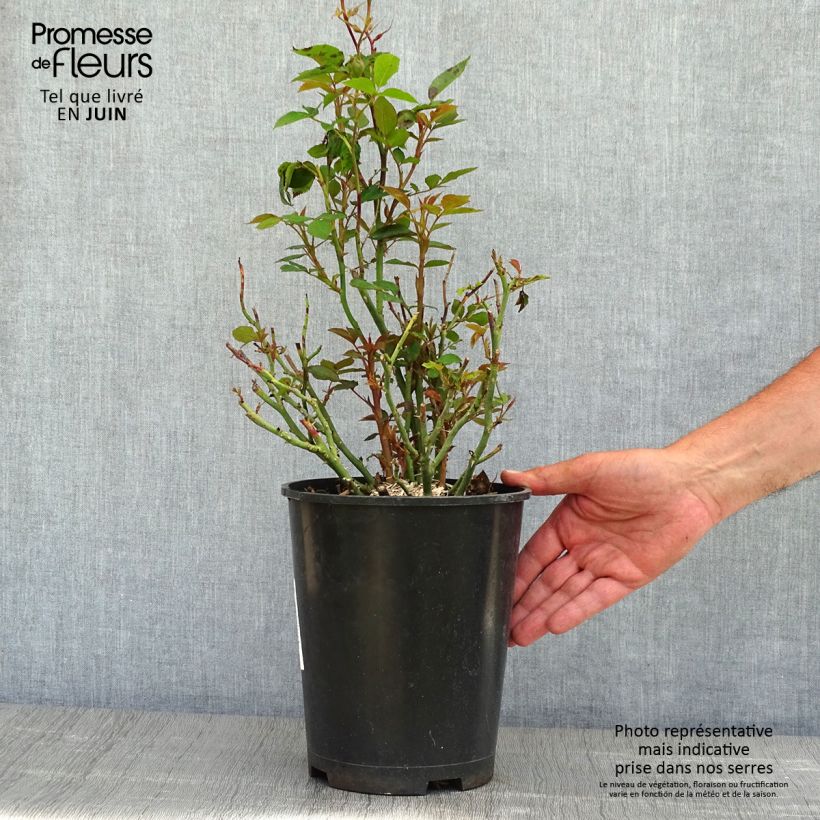 Amostra de Roseira comestível Tiramisu Bio Vaso de 4 L/5 L tal como entregue na primavera