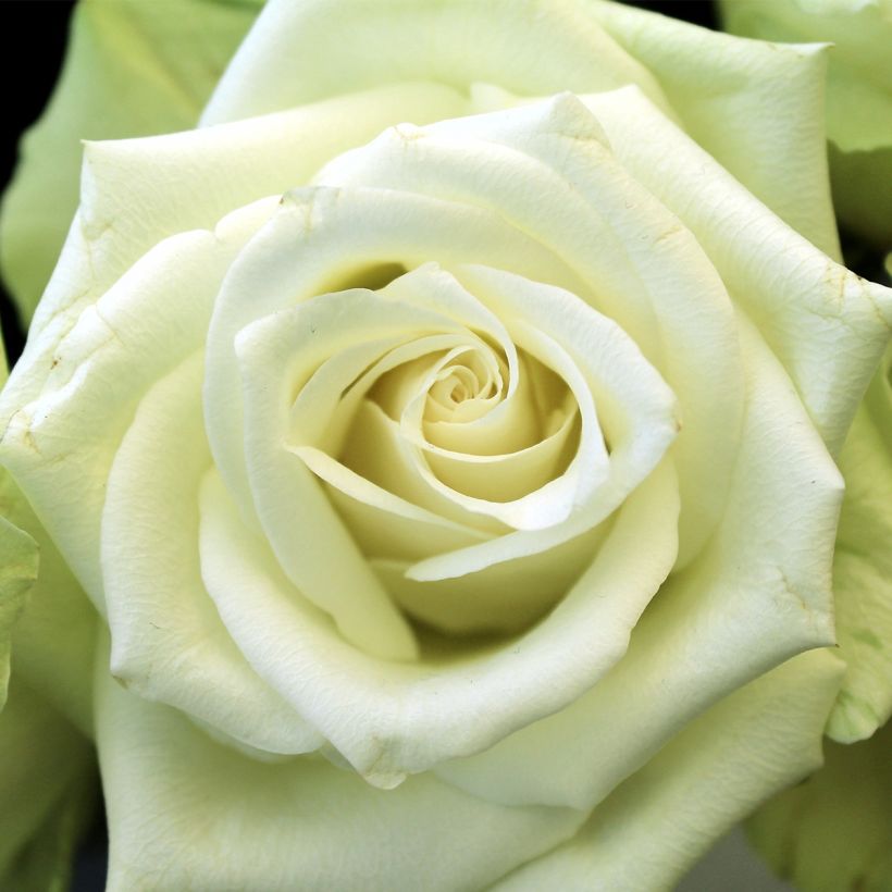 Roseira comestível Tiramisu Bio (Floração)