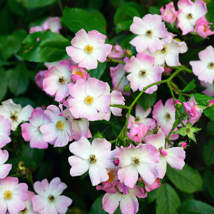 Roseira antiga Ballerina (Floração)