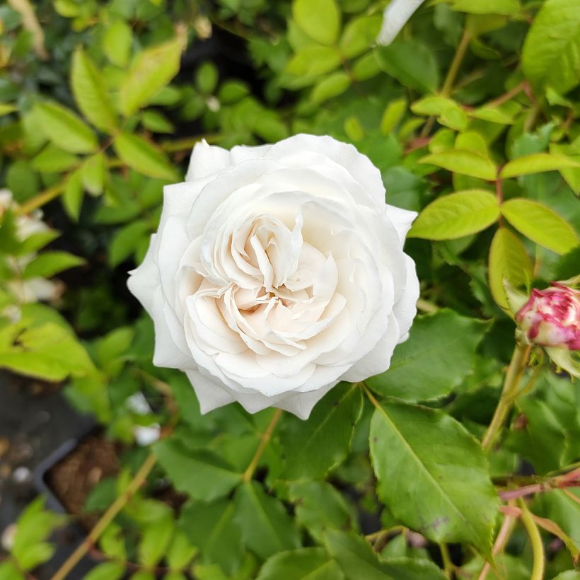Roseira antiga Boule de Neige (Floração)