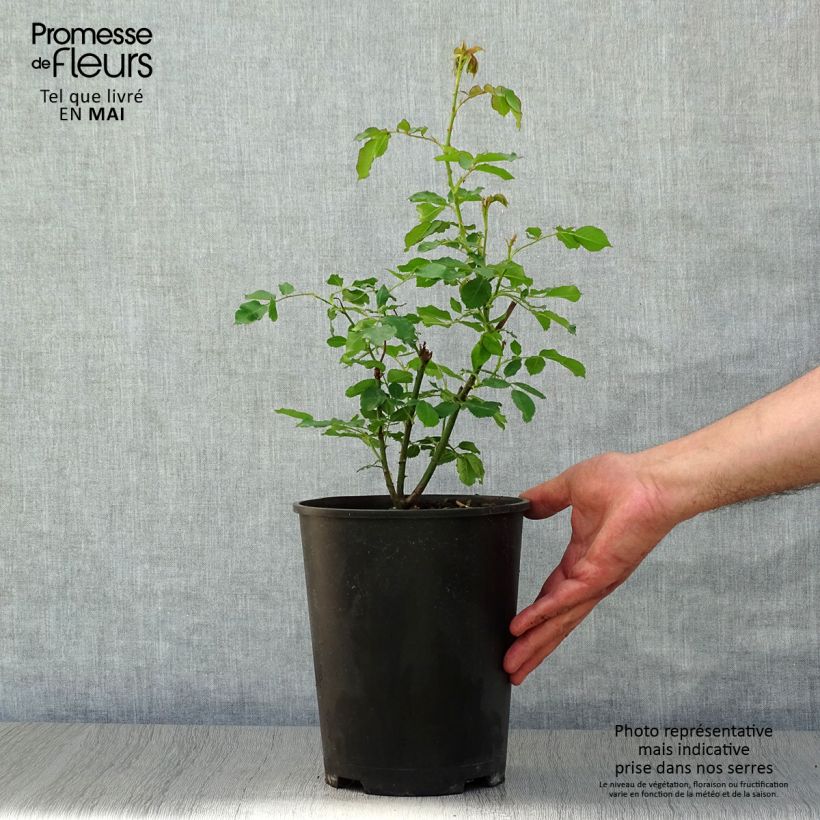 Amostra de Rosier ancien Boule de Neige Vaso de 4 L/5 L tal como entregue na primavera