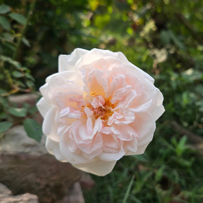 Roseira antiga Buff Beauty (Floração)