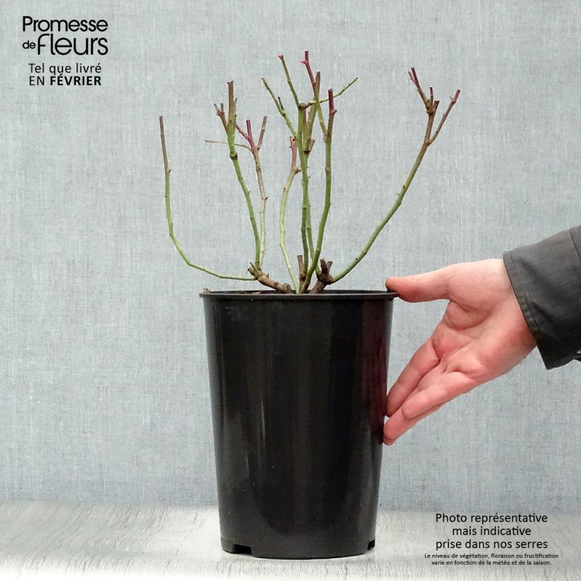 Amostra de Roseira antiga Cardinal de Richelieu Vaso de 4 L/5 L tal como entregue no inverno