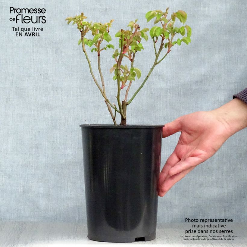 Amostra de Roseira antiga Cardinal de Richelieu Vaso de 4 L/5 L tal como entregue na primavera