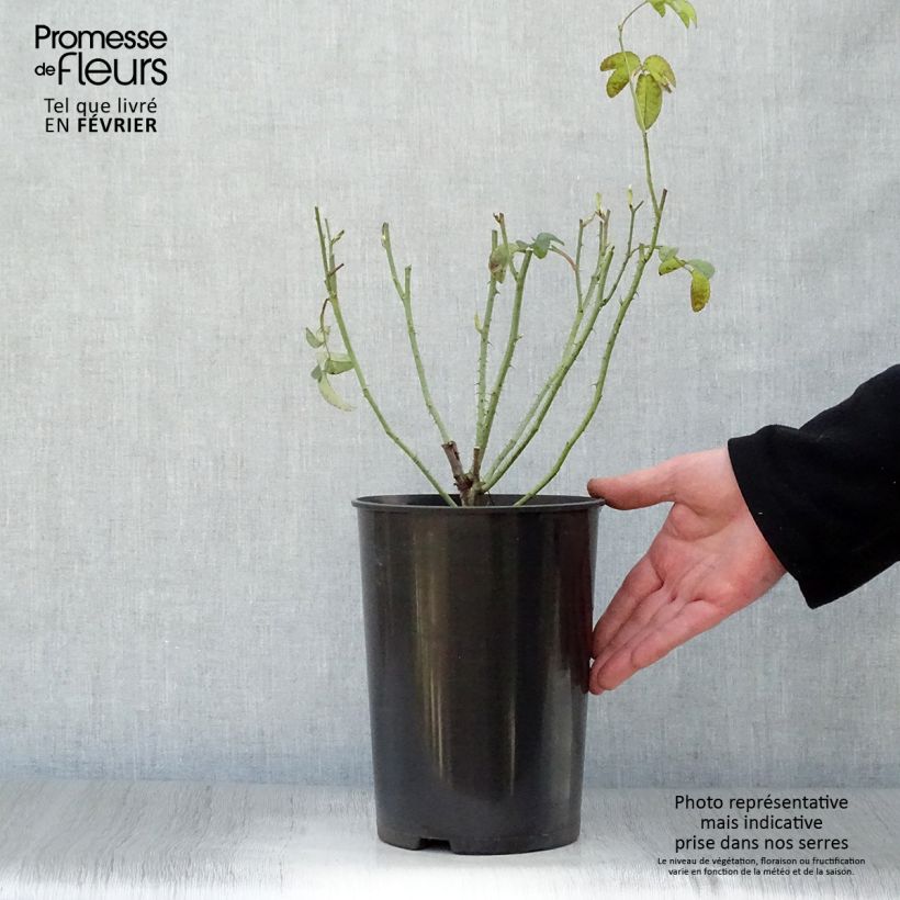 Amostra de Roseira antiga Charles de Mills Vaso de 4 L/5 L tal como entregue no inverno