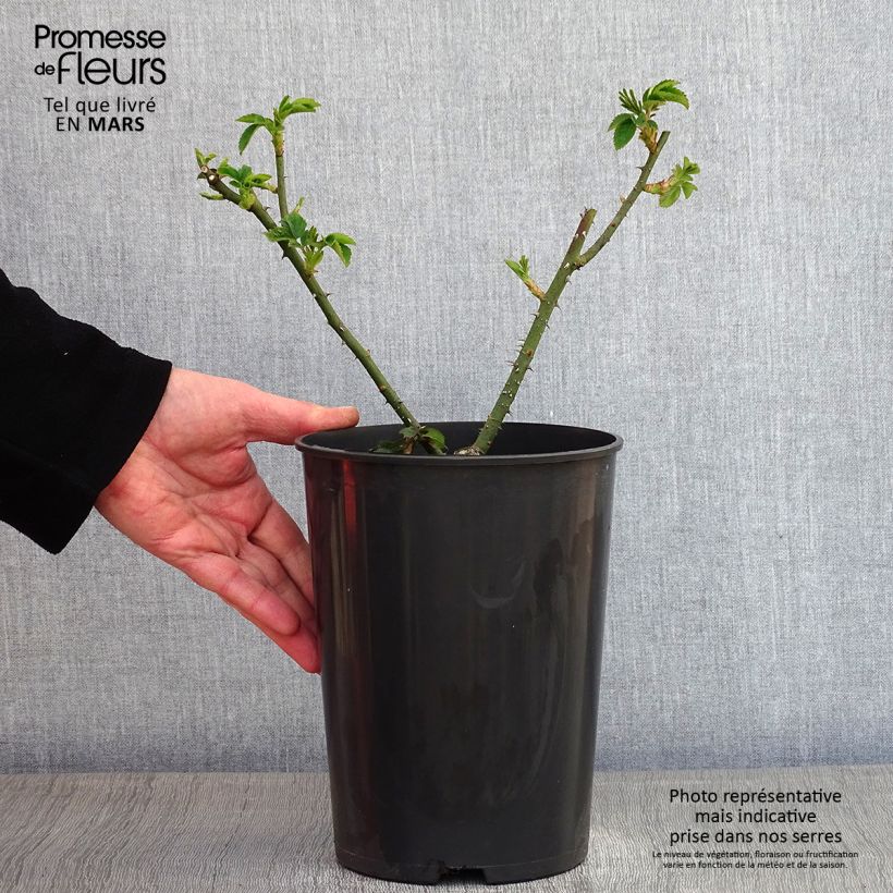 Amostra de Roseira antiga Complicata Vaso de 4 L/5 L tal como entregue no inverno