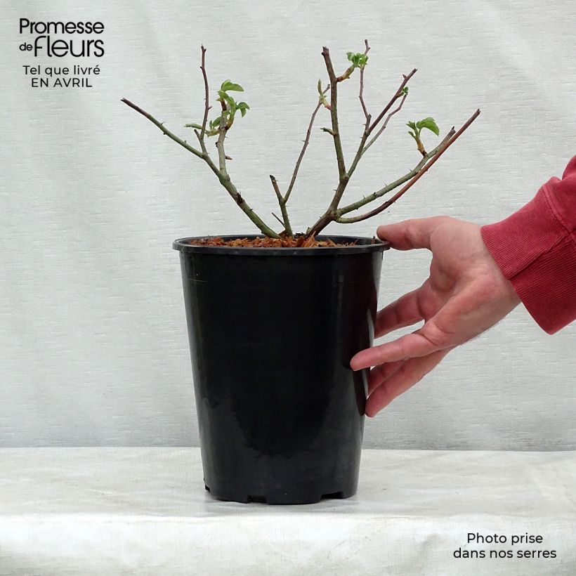 Amostra de Roseira antiga Complicata Vaso de 4 L/5 L tal como entregue na primavera