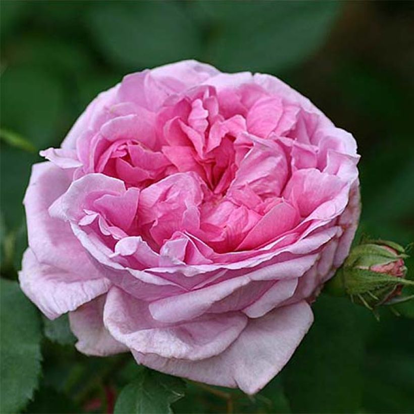 Roseira antiga Comte de Chambord (Floração)